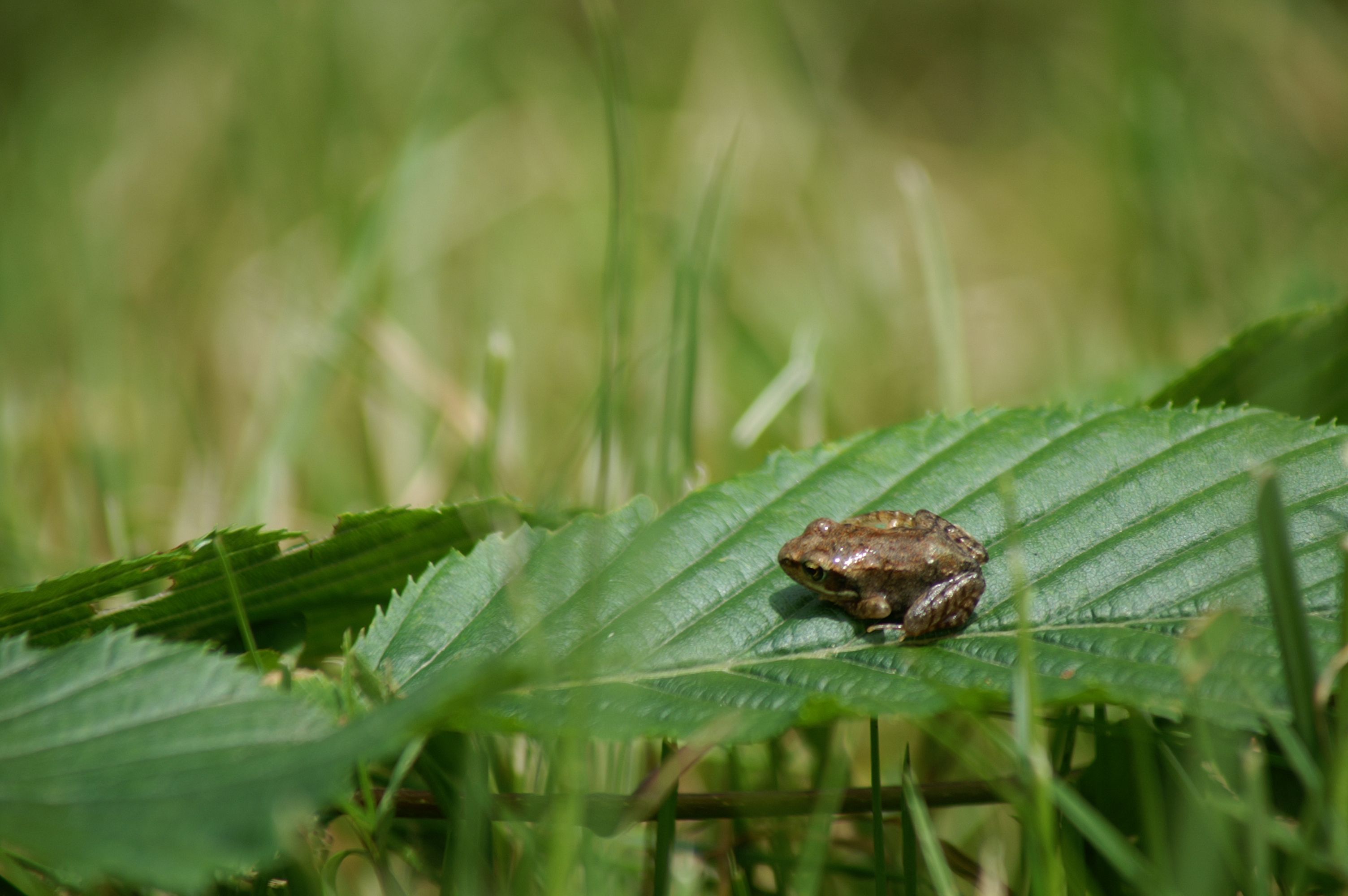 Petites grenouilles rousses