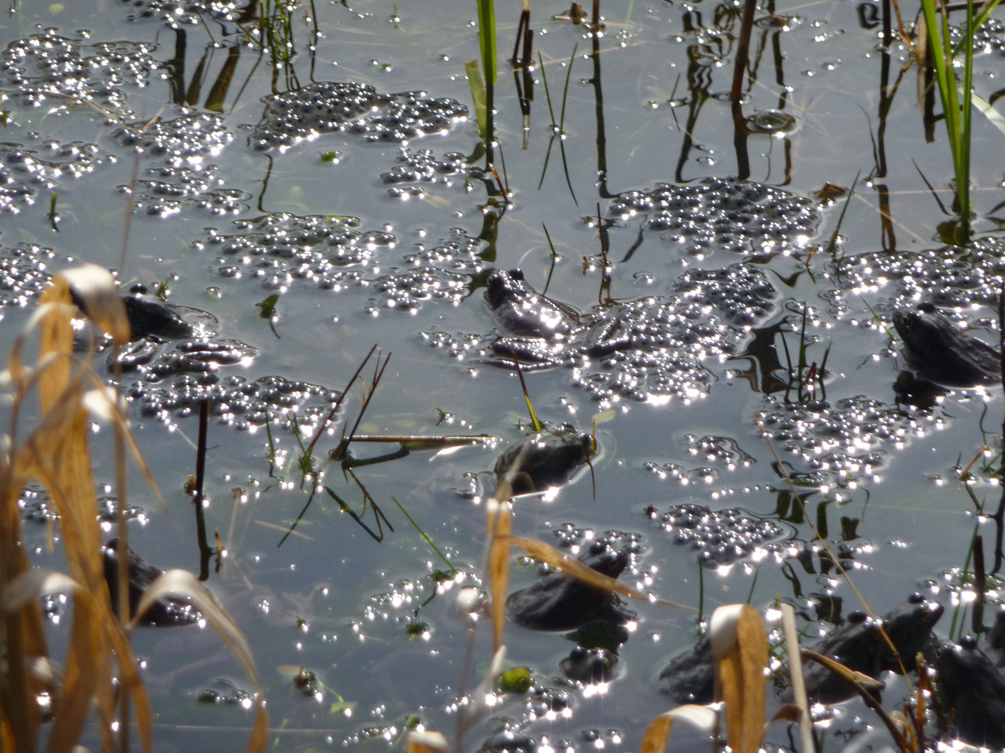 Grenouilles rousses sur lieu de ponte